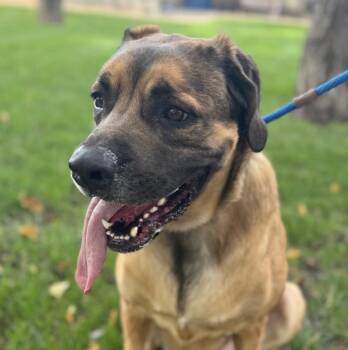 Rescue Mastiff Dogs for Adoption in Monticello, Minnesota - Tallulah | PetCurious