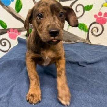Australian Cattle Dog Blue Heeler and Australian Shepherd Dogs Available for Adoption in Hattiesburg, Mississippi - Gene | PetCurious