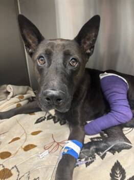 Rescue German Shepherd Dog and Mixed Breed Dogs for Adoption in Ontario, California - ZANE | PetCurious