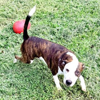 Diana -  Pit Bull Terrier Dog for Adoption in Petersburg, Virginia - Diana | PetCurious