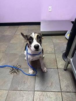 61684265 -  Mixed Breed Dog for Adoption in El Paso, Texas - 61684265 | PetCurious