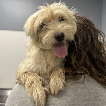 Ivy -  Miniature Schnauzer and Shih Tzu Dog for Adoption in Birmingham, Alabama - Ivy | PetCurious