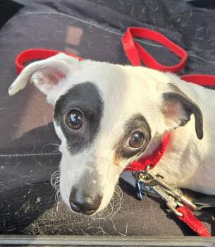 Milo -  Rat Terrier and Chihuahua Dog for Adoption in Concord, Ohio - Milo | PetCurious