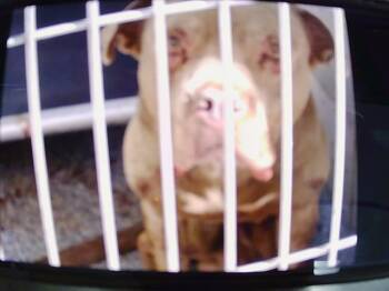 Pit Bull Terrier Dogs Available for Adoption in Charlotte, North Carolina - A1262449 | PetCurious