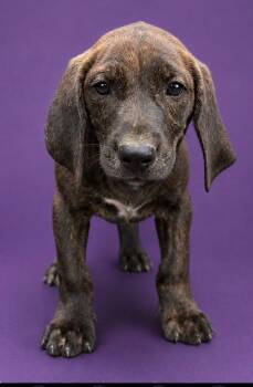 Pond -  Beagle and Boxer Dog for Adoption in Watertown, Connecticut - Pond | PetCurious
