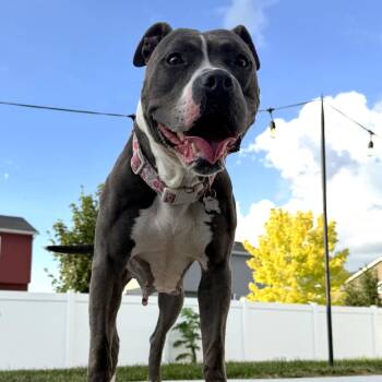 Rosalind -  Pit Bull Terrier Dog for Adoption in Fargo, North Dakota - Rosalind | PetCurious