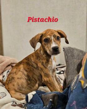 Pistacho - Nut Litter -  Labrador Retriever and Afghan Hound Dog for Adoption in Sheboygan, Wisconsin - Pistacho - Nut Litter | PetCurious