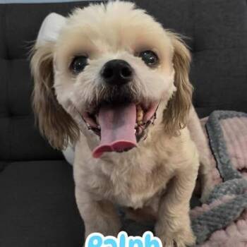 Rescue Shih Tzu Dogs for Adoption in Ringwood, New Jersey - Ralph | PetCurious