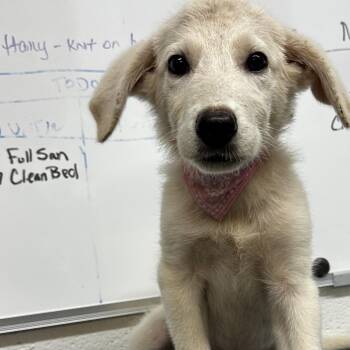 Blossom -  Great Pyrenees and Mixed Breed Dog for Adoption in Evensville, Tennessee - Blossom | PetCurious