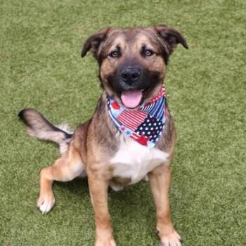 Mixed Breed Dogs Available for Adoption in Athens, Georgia - Paul | PetCurious