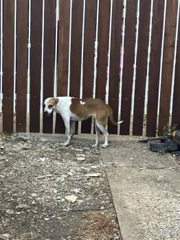LEAFY -  Mixed Breed Dog for Adoption in Dallas, Texas - LEAFY | PetCurious