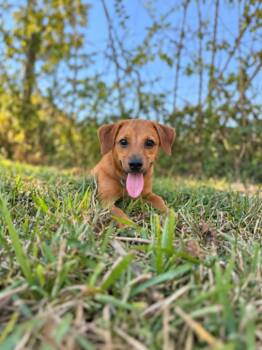 Gordito Quesadilla -  Chihuahua and Jack Russell Terrier Dog for Adoption in Friendswood, Texas - Gordito Quesadilla | PetCurious