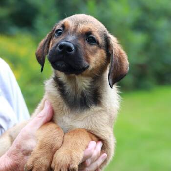 CT Oscar -  Shepherd and Mixed Breed Dog for Adoption in Stormville, New York - CT Oscar | PetCurious