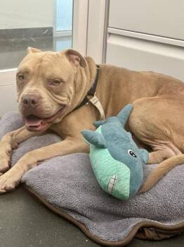 Timmy Turner -  Pit Bull Terrier and Mixed Breed Dog for Adoption in New Orleans, Louisiana - Timmy Turner | PetCurious