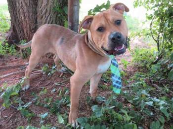 Pit Bull Terrier Dogs Available for Adoption in Oklahoma City, Oklahoma - TONY | PetCurious