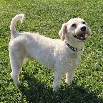 Gandalf -  Miniature Poodle Dog for Adoption in Cincinnati, Ohio - Gandalf | PetCurious