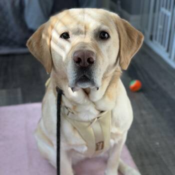 Yellow Labrador Retriever Dogs Available for Adoption - Daisy | PetCurious