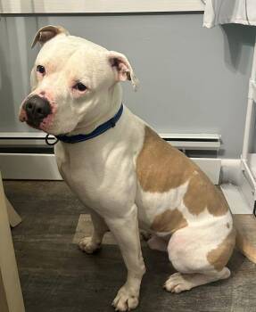 Pit Bull Terrier Dogs Available for Adoption in Albany, New York - Ralphie (4 Years Old) | PetCurious