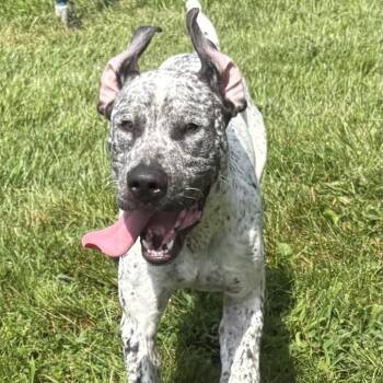 Aries -  Mixed Breed Dog for Adoption in East Hanover, New Jersey - Aries | PetCurious