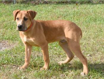 Black Mouth Cur and Mixed Breed Dogs Available for Adoption in Kingsland, Georgia - Kevin | PetCurious
