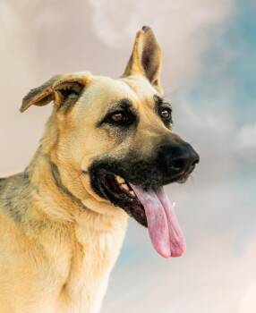QUINN -  German Shepherd Dog Dog for Adoption in Pasadena, California - QUINN | PetCurious
