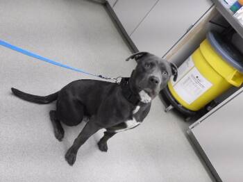 BREWSTER -  Labrador Retriever and Mixed Breed Dog for Adoption in Omaha, Nebraska - BREWSTER | PetCurious