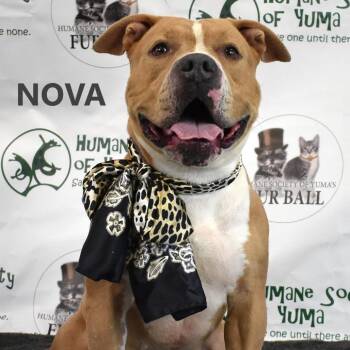 Nova -  Pit Bull Terrier Dog for Adoption in Yuma, Arizona - Nova | PetCurious