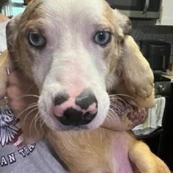 Australian Shepherd Dogs Available for Adoption in Wekiwa Springs, Florida - Bluey  | PetCurious