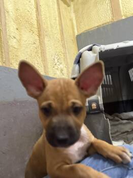 Zoe -  Mixed Breed and Black Mouth Cur Dog for Adoption in Palmhurst, Texas - Zoe | PetCurious