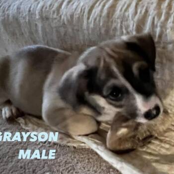 Grayson -  Mixed Breed Dog for Adoption in Denison, Texas - Grayson | PetCurious