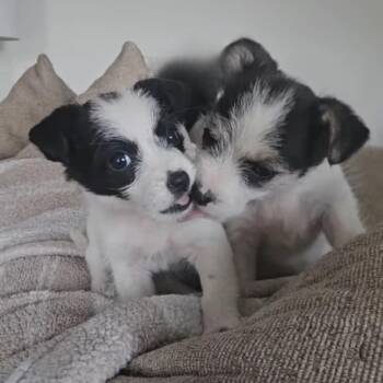 Mixed Breed Dogs Available for Adoption - Domino | PetCurious