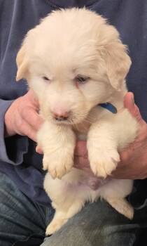 Labrador Retriever and Great Pyrenees Dogs Available for Adoption in Thompson Falls, Montana - Sarge | PetCurious