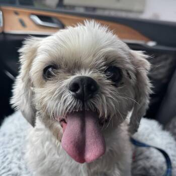 Shih Tzu Dogs Available for Adoption in Northville, Michigan - Edward | PetCurious
