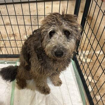 Sheep Dog and Poodle Dogs Available for Adoption in San Saba, Texas - Dan | PetCurious