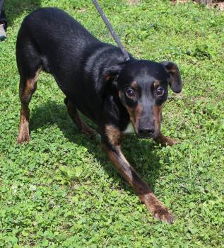Jason (12332) -  Hound Dog for Adoption in Heath, Ohio - Jason (12332) | PetCurious
