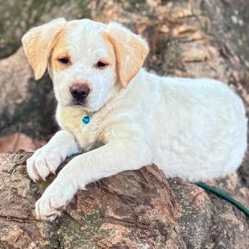 Great Pyrenees Dogs Available for Adoption in Grand Bay, Alabama - Stewie | PetCurious