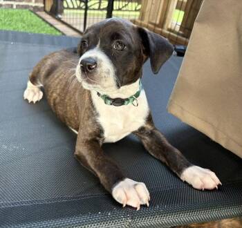 Magical -  Pit Bull Terrier Dog for Adoption in Newport, Kentucky - Magical | PetCurious