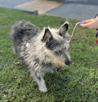 Milton -  Cairn Terrier Dog for Adoption in Oakland, California - Milton | PetCurious
