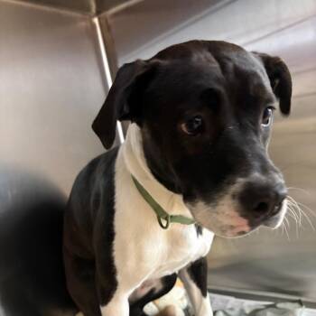 Charlie -  Mixed Breed Dog for Adoption in Dekalb, Illinois - Charlie | PetCurious