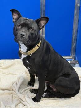 Karma -  Pit Bull Terrier Dog for Adoption in Teterboro, New Jersey - Karma | PetCurious