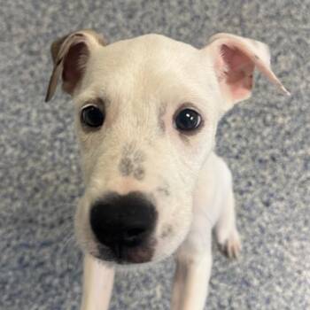Polka -  Mixed Breed Dog for Adoption in Greenville, South Carolina - Polka | PetCurious
