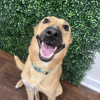 Rescue Shiba Inu and Carolina Dog Dogs for Adoption in Houston, Texas - Snoopy | PetCurious