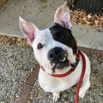 Gabby -  Pit Bull Terrier Dog for Adoption in Providence, Rhode Island - Gabby | PetCurious