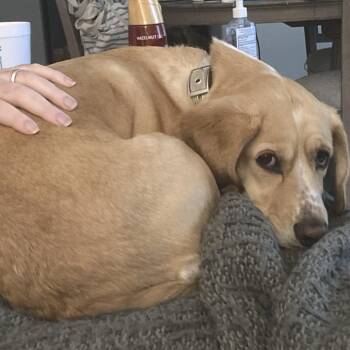 Cagney V17 -  Beagle Dog for Adoption in Allen, Texas - Cagney V17 | PetCurious