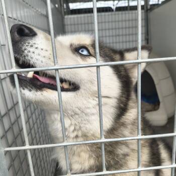 Husky Dogs Available for Adoption in Moses Lake, Washington - Dorthory | PetCurious