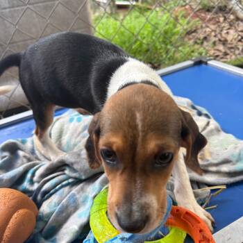 Beagle Dogs Available for Adoption - Scoot | PetCurious