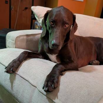 Odin -  German Shorthaired Pointer Dog for Adoption in Wichita, Kansas - Odin | PetCurious