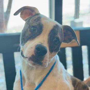 Batgirl -  Terrier Dog for Adoption in Bloomfield, Connecticut - Batgirl | PetCurious