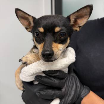 Yang -  Chihuahua Dog for Adoption in Abilene, Texas - Yang | PetCurious