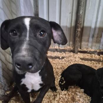 Sweety -  Black Labrador Retriever and Mixed Breed Dog for Adoption in Durant, Oklahoma - Sweety | PetCurious